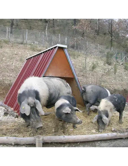 Metallstall mit Schweinen im landwirtschaftlichen Bereich