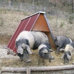 Behausung aus Blech für Schafe, Schweine und Ziegen