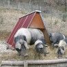 Behausung aus Blech für Schafe, Schweine und Ziegen