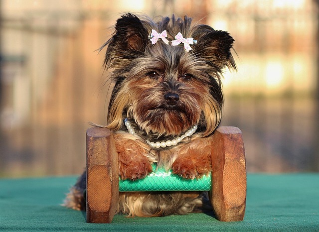 Yorkshire Terrier und Kinder