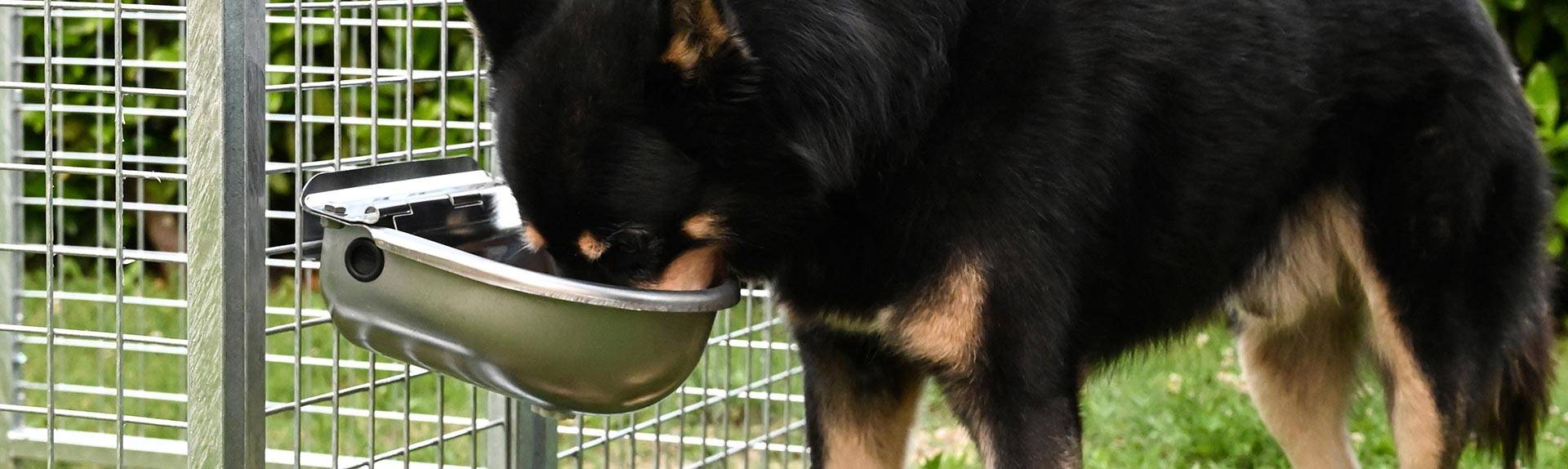 Automatische Tränke aus rostfreiem Edelstahl für Hunde